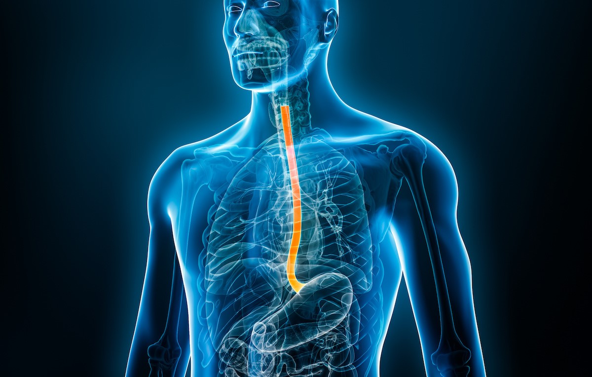 8-fascinating-facts-about-esophagus