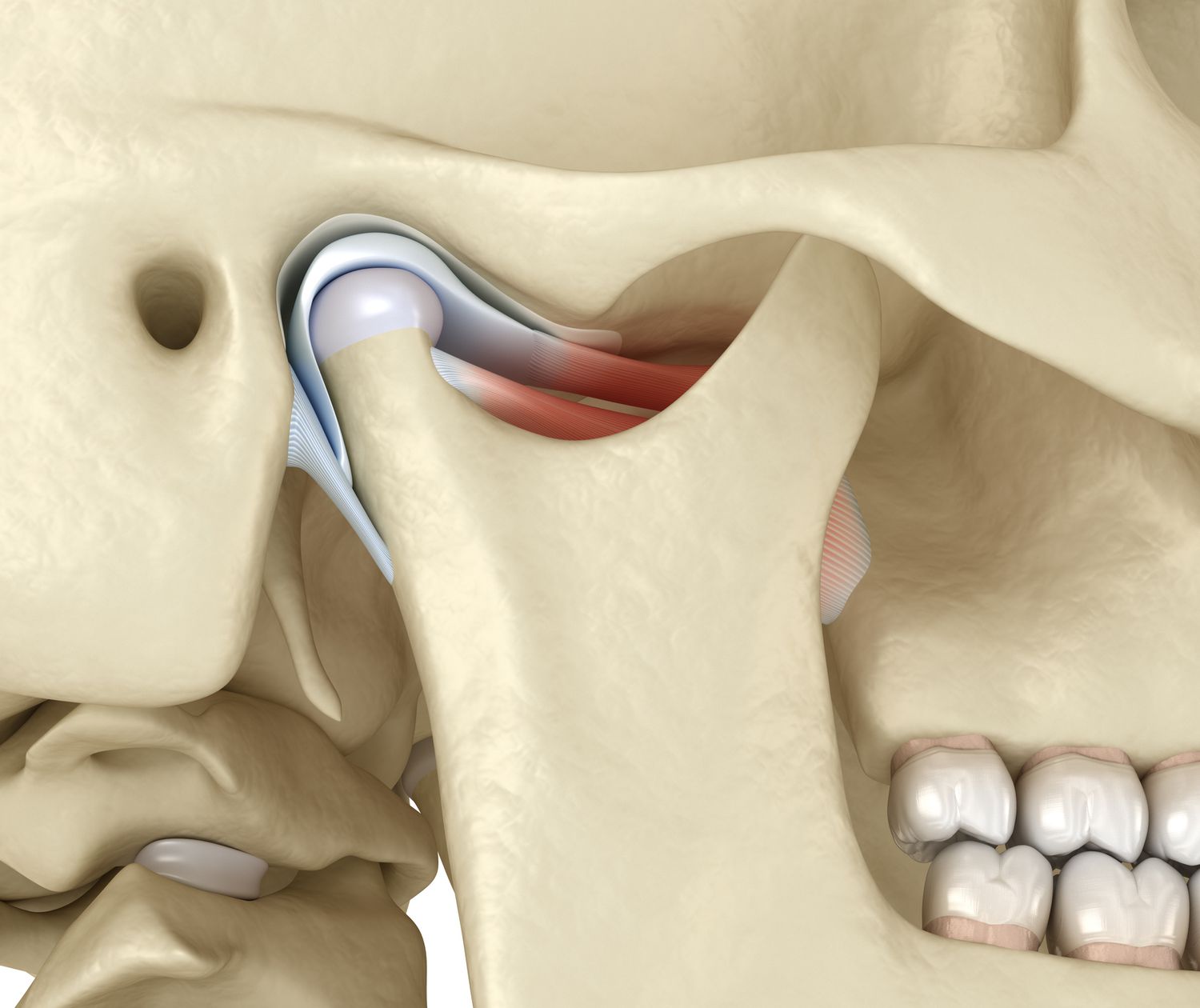 8-fascinating-facts-about-temporomandibular-joint-tmj