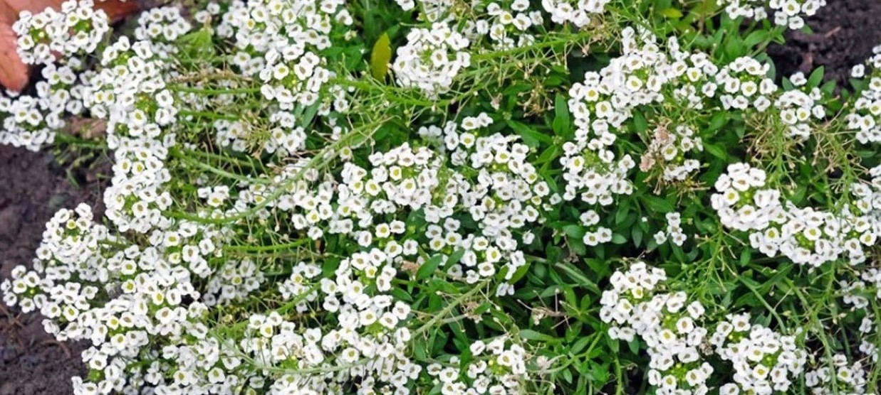 8-intriguing-facts-about-alyssum
