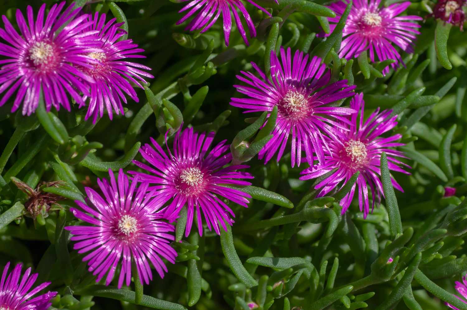 8-intriguing-facts-about-delosperma