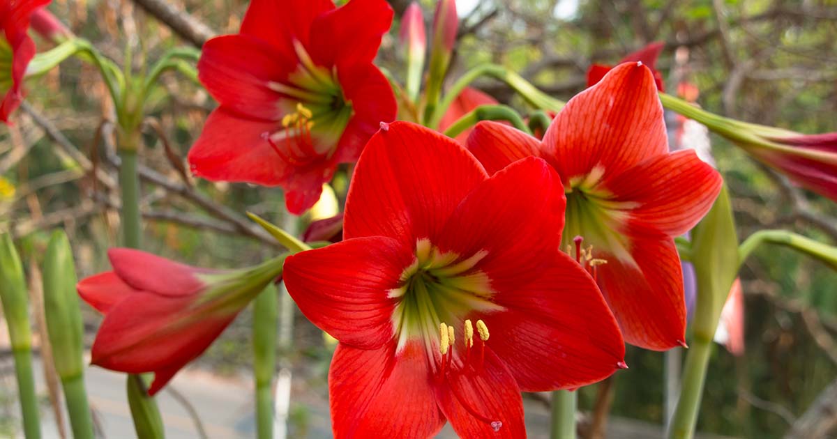 8-mind-blowing-facts-about-amaryllis