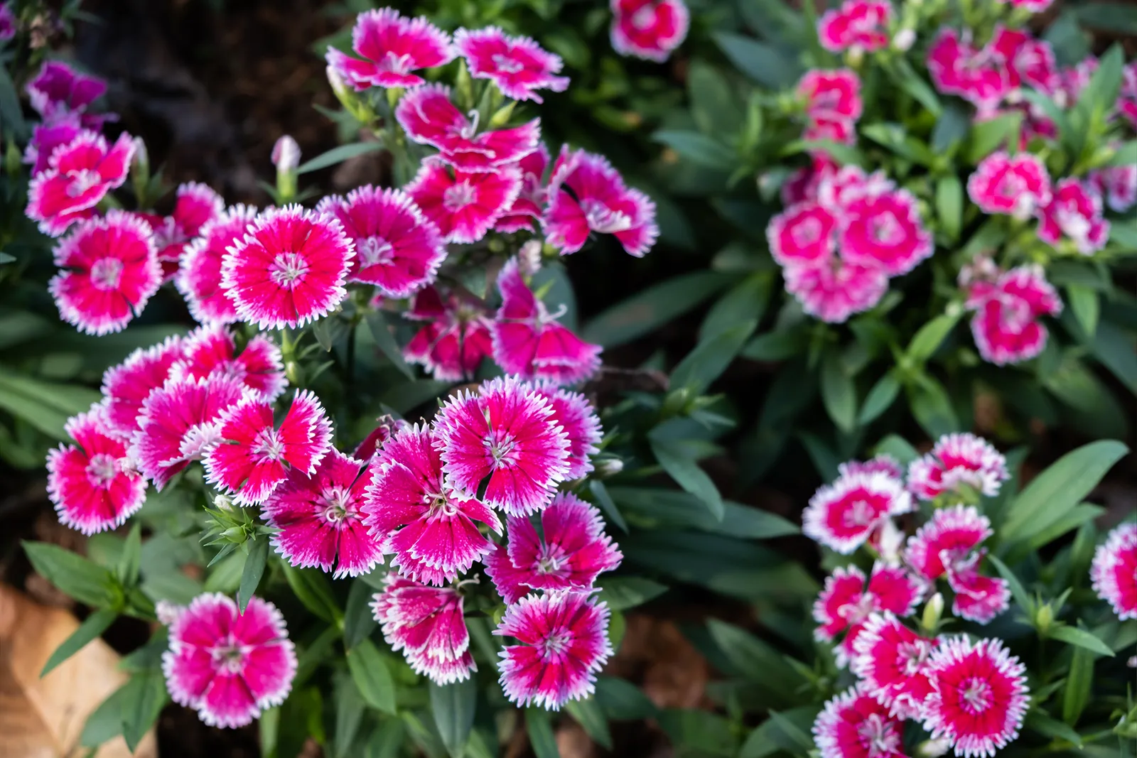8 Mind-blowing Facts About Carnation - Facts.net