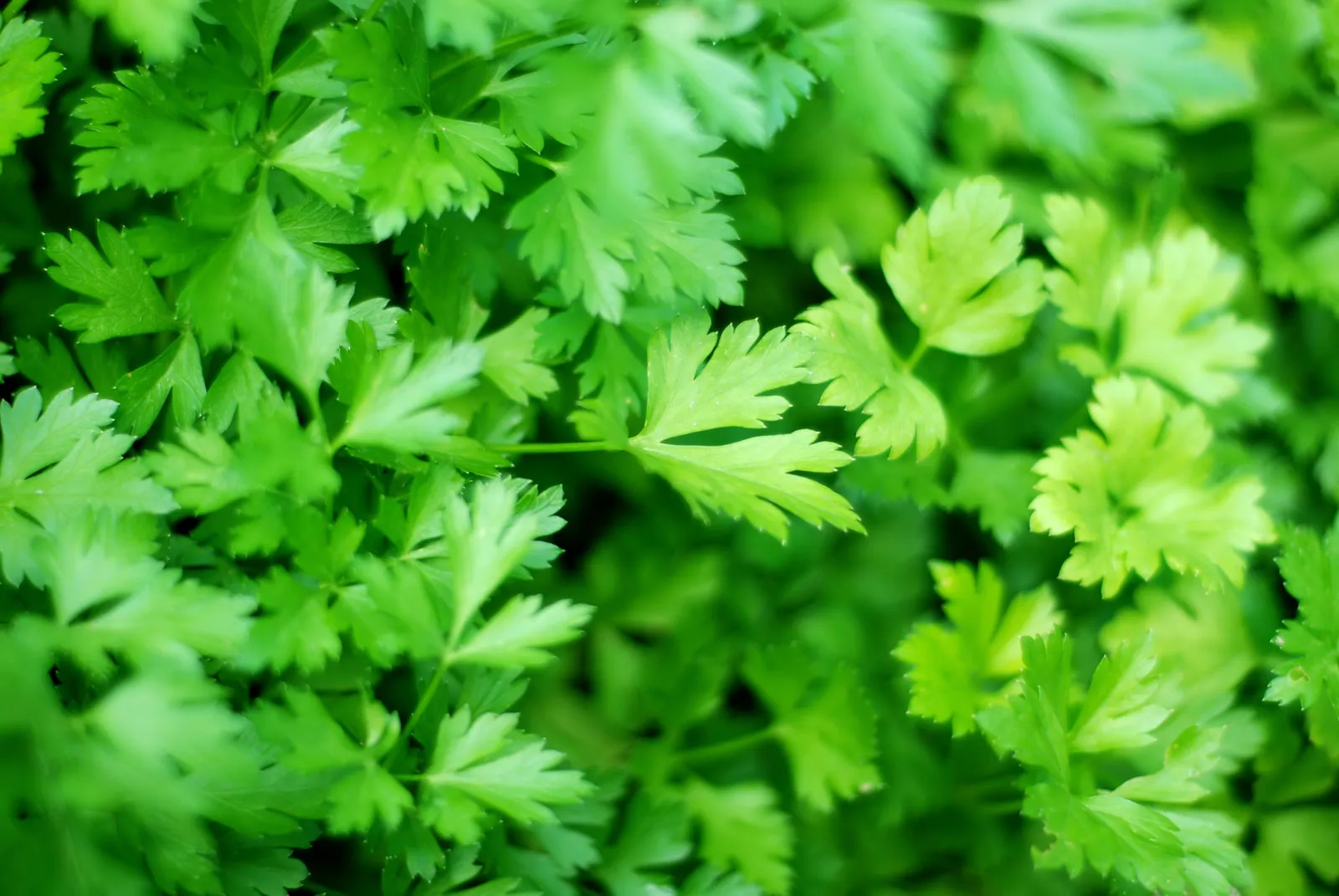 8-mind-blowing-facts-about-parsley