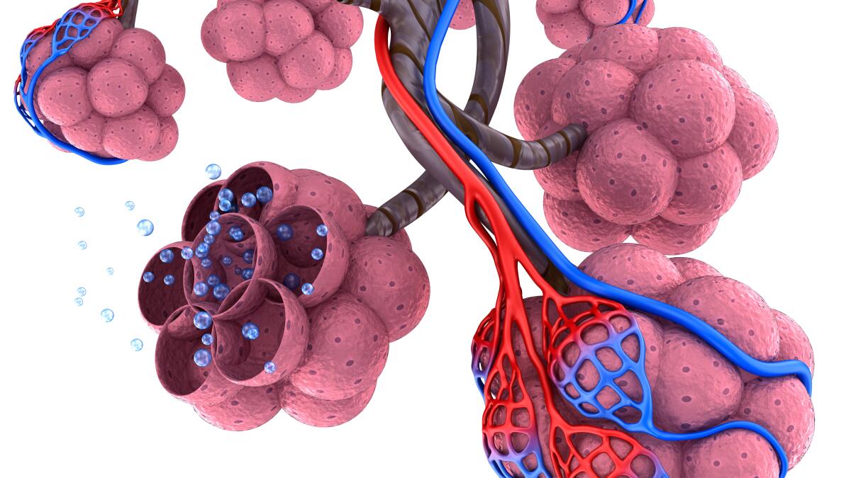 8-surprising-facts-about-alveoli
