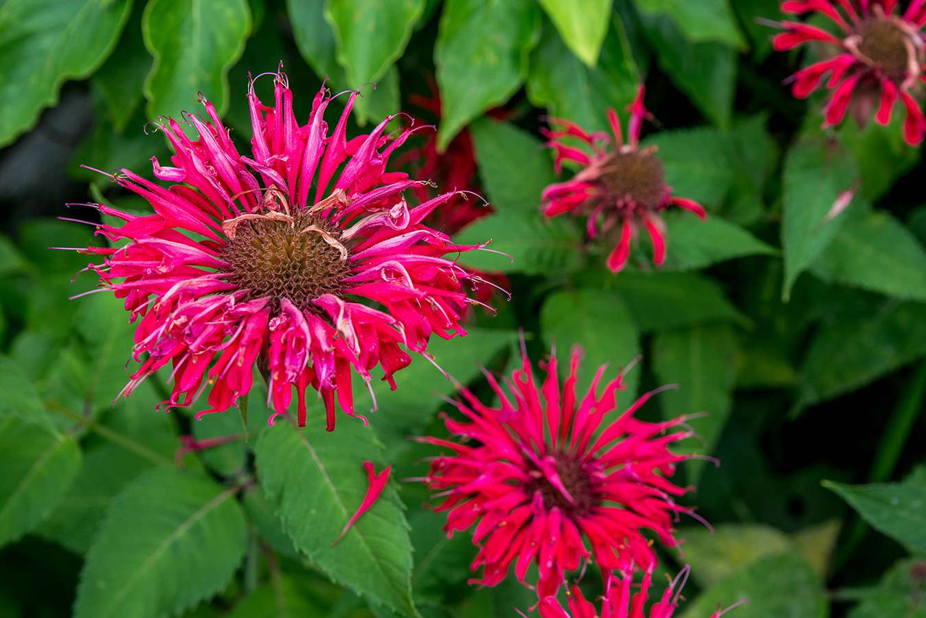 8 Surprising Facts About Bee Balm - Facts.net