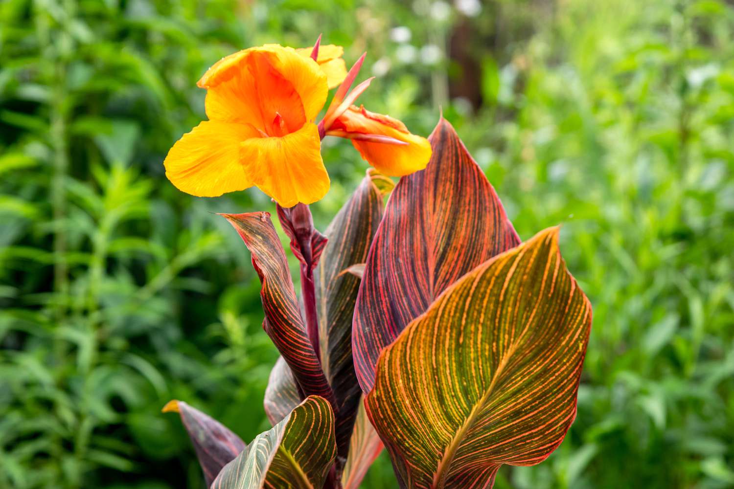 How Much and How Often Should You Water Canna Lilies?