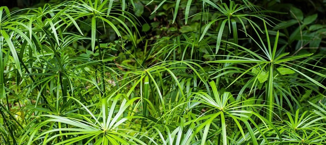 8-surprising-facts-about-umbrella-plant