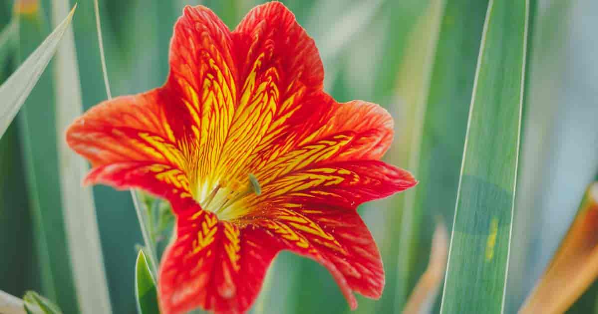 8-unbelievable-facts-about-salpiglossis