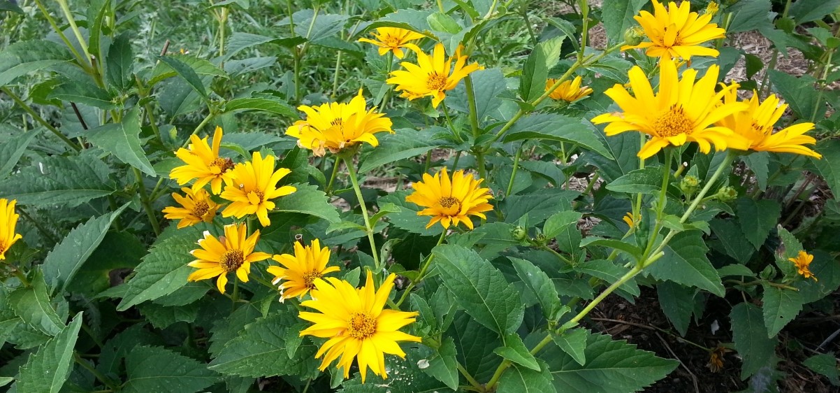 9-astonishing-facts-about-heliopsis