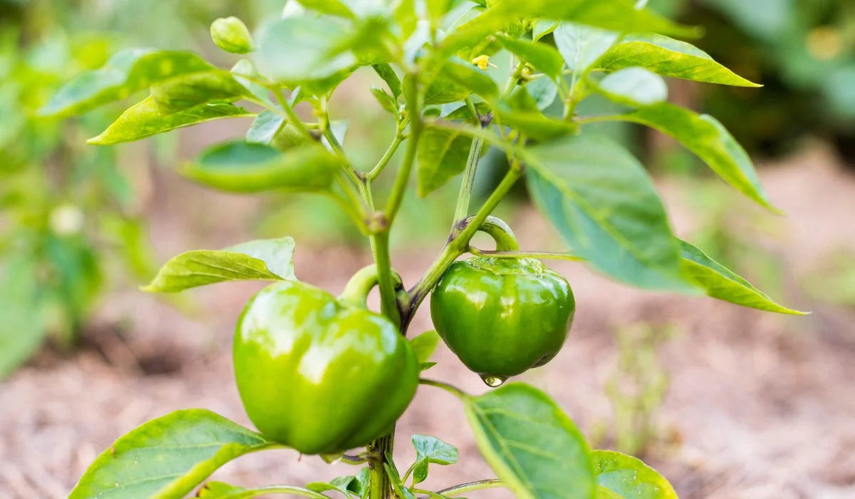 9-astounding-facts-about-capsicum
