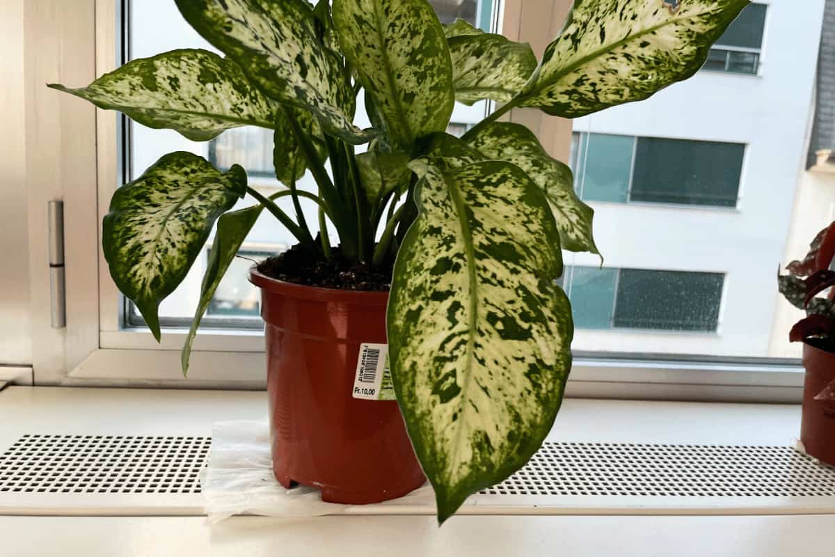 9-captivating-facts-about-dieffenbachia