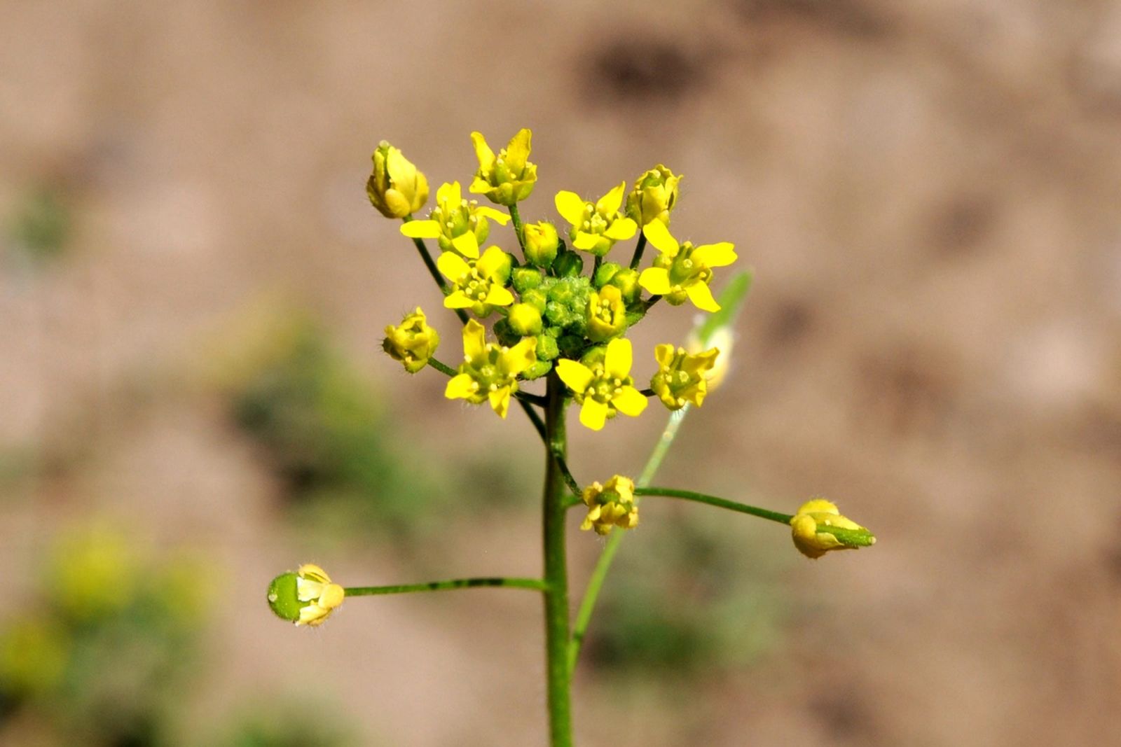 Mustard Flowers Information and Facts