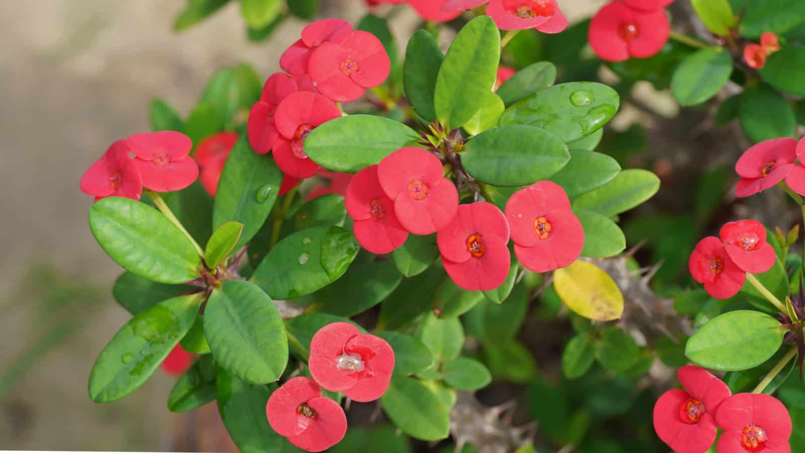 9-captivating-facts-about-euphorbia-milii