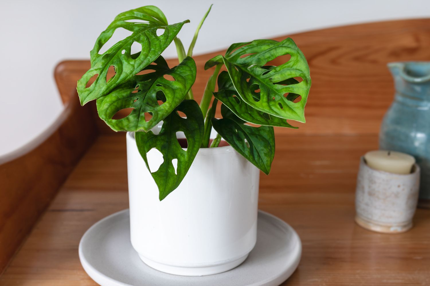 9-captivating-facts-about-little-swiss-philodendron