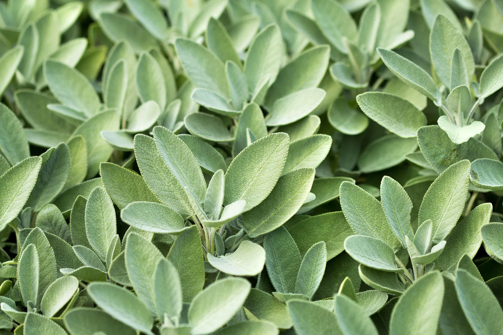 9-captivating-facts-about-sage