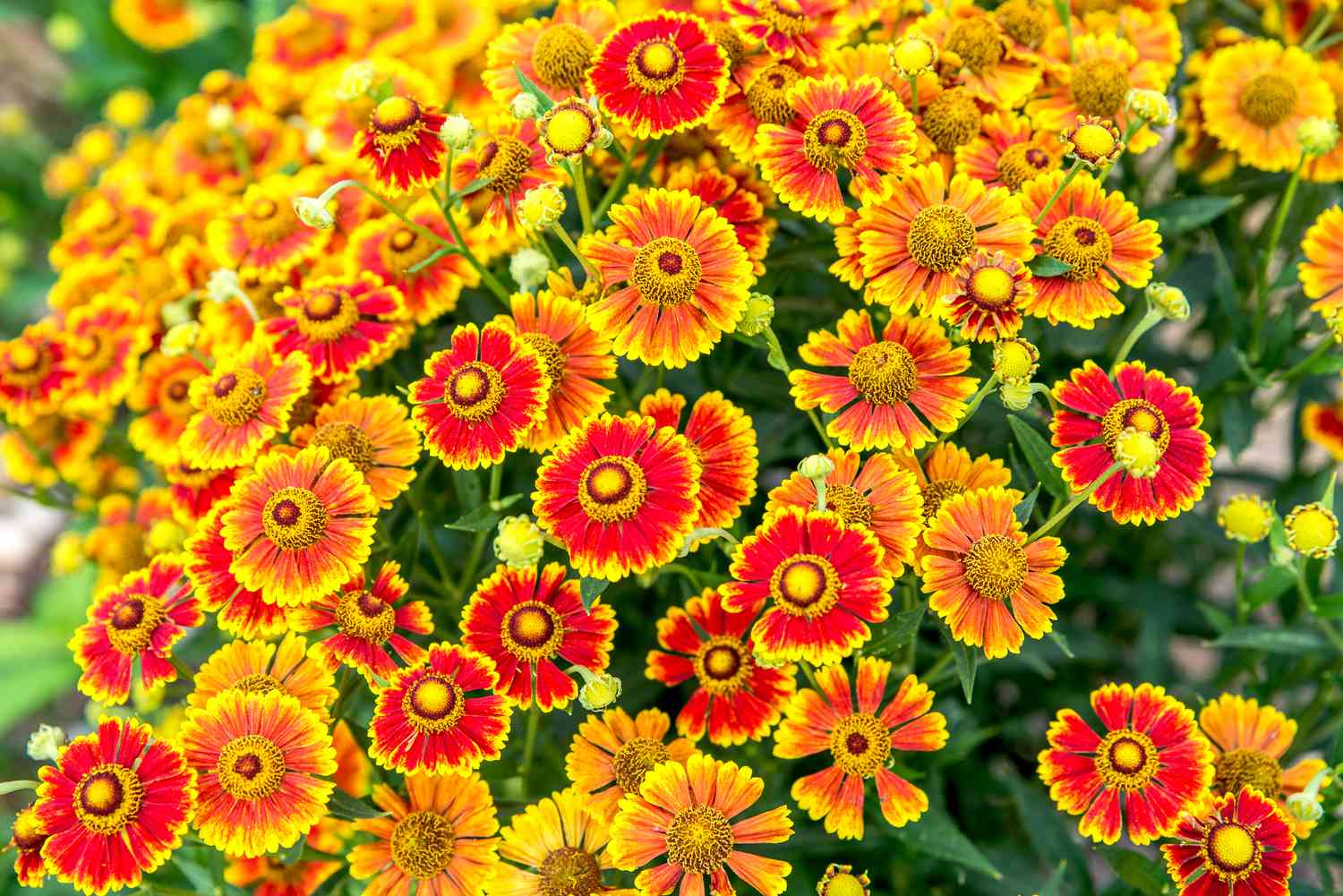 9-captivating-facts-about-sneezeweed