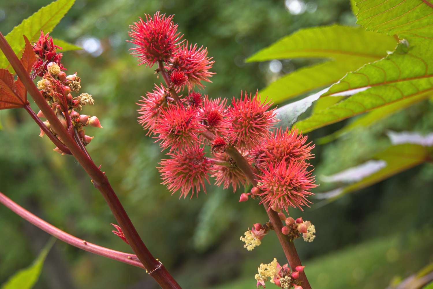 9 Enigmatic Facts About Castor Bean Plant - Facts.net