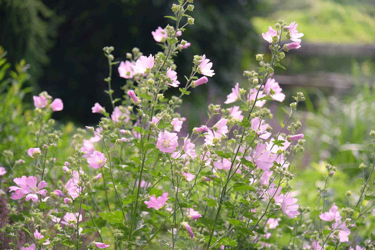 9-enigmatic-facts-about-hollyhock-mallow