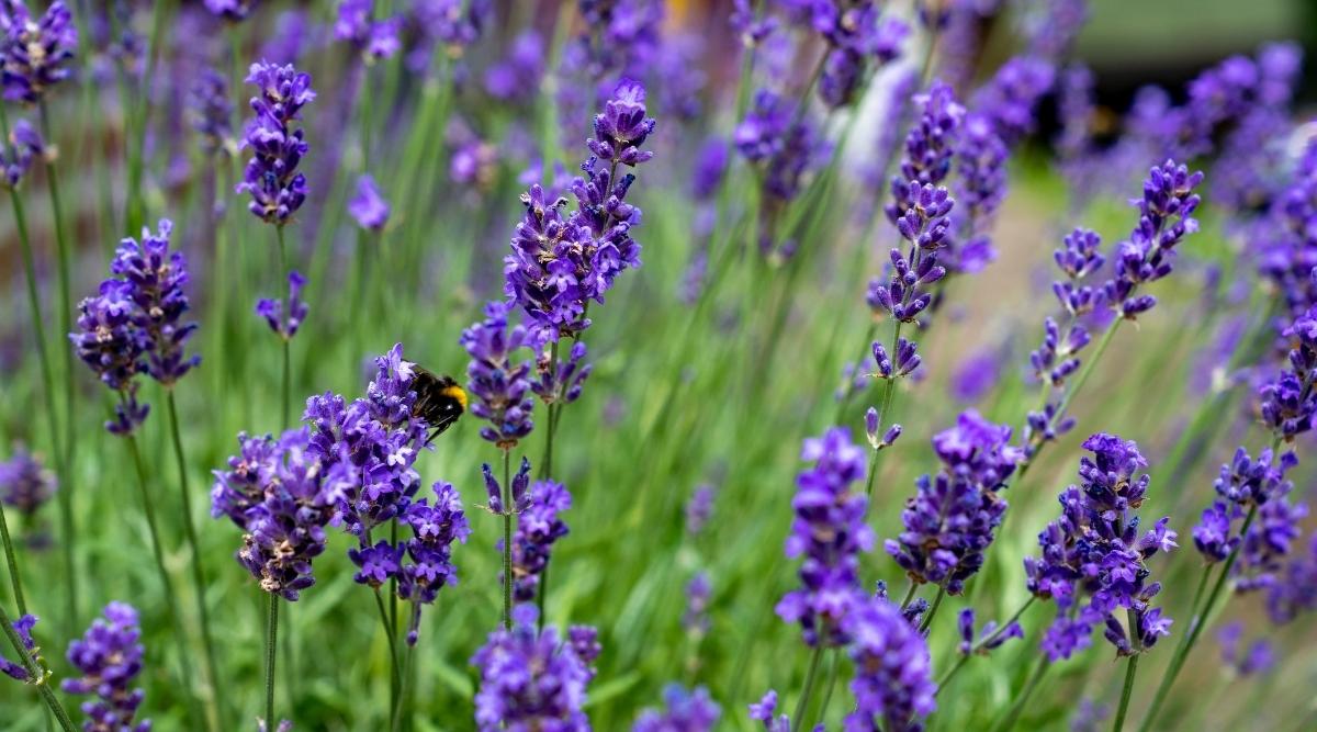9-enigmatic-facts-about-lavendula