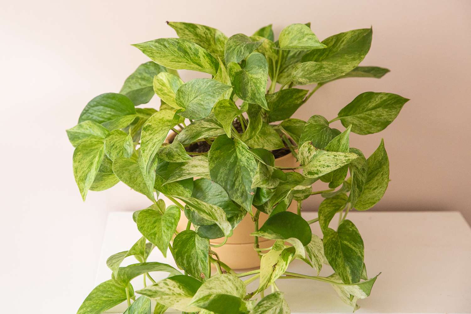 9-enigmatic-facts-about-marble-queen-pothos