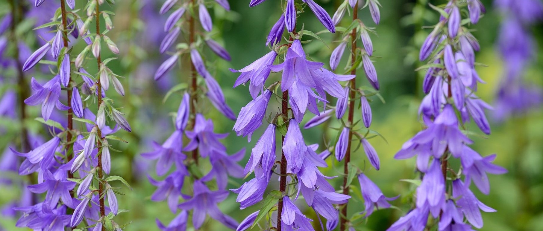 9-extraordinary-facts-about-campanula