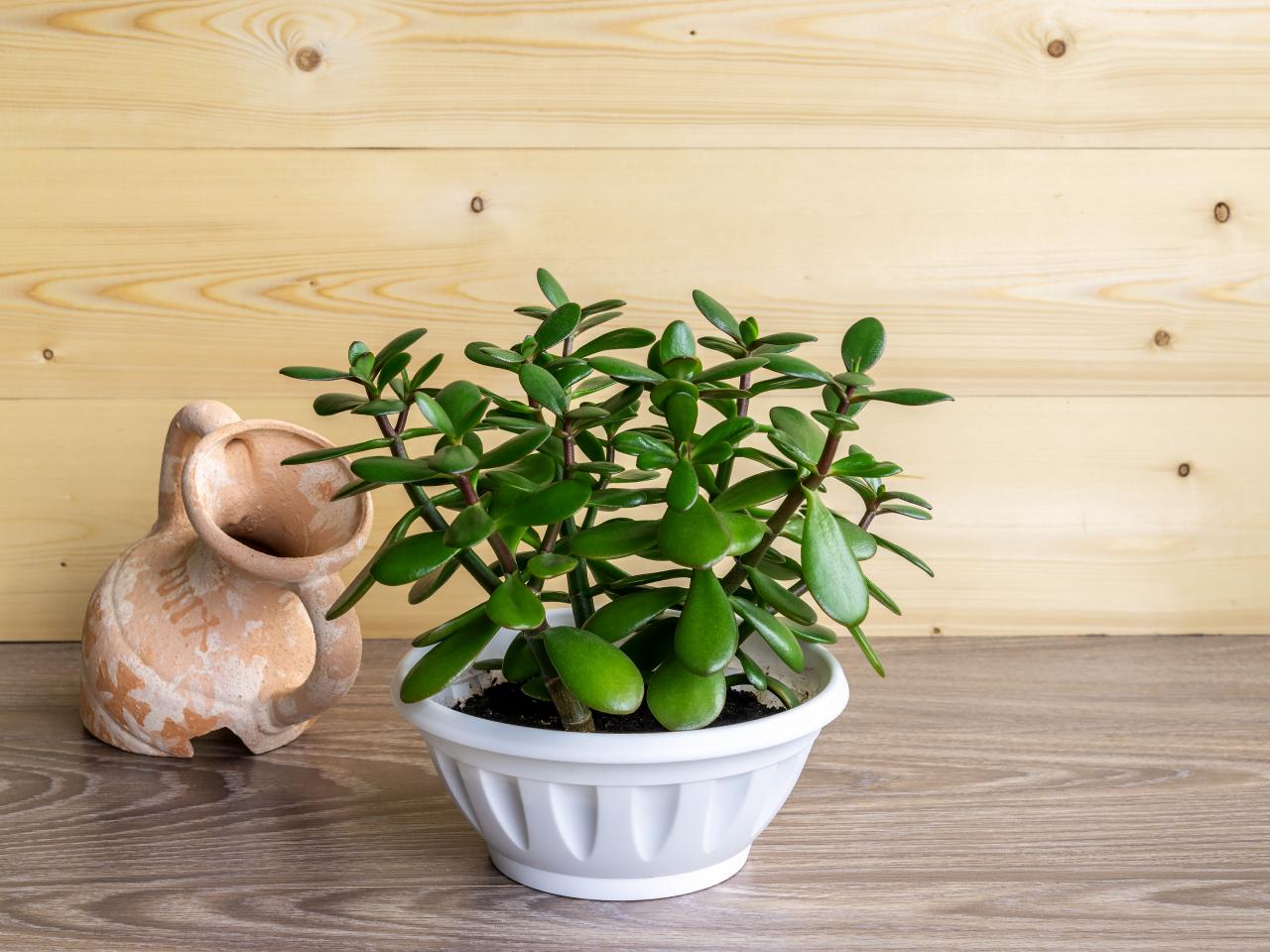 9-extraordinary-facts-about-jade-plant