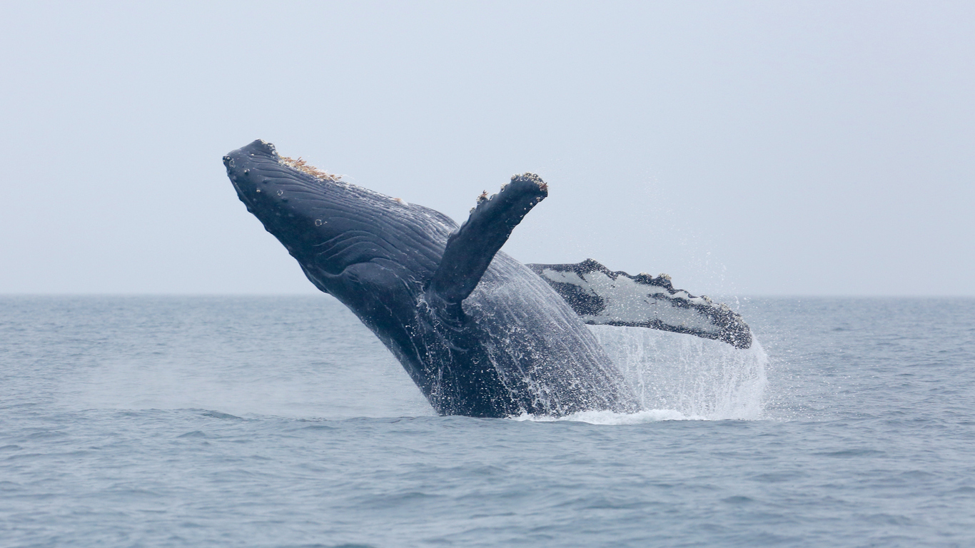 9-facts-about-pacific-rim-whale-festival