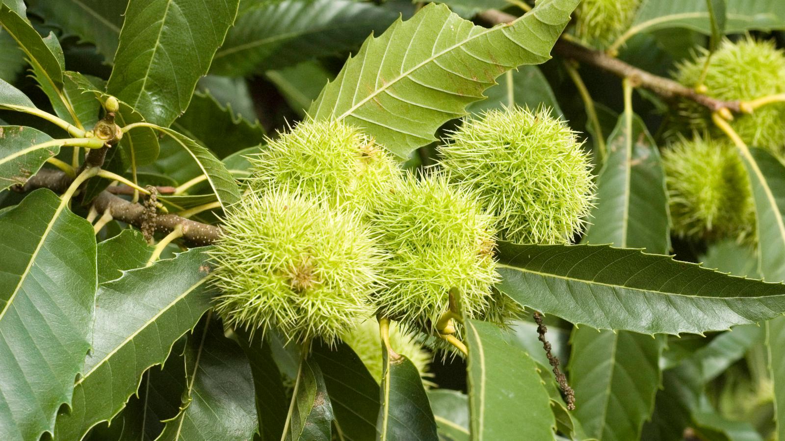 9-fascinating-facts-about-castanea