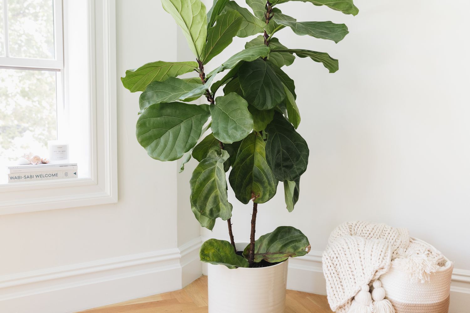 9-fascinating-facts-about-fiddle-leaf-fig