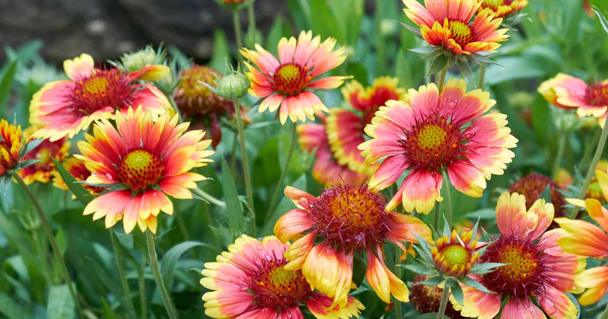 9-fascinating-facts-about-indian-blanket-flower