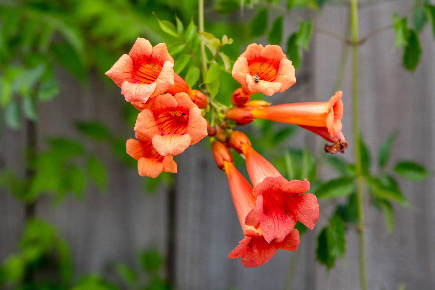 9-fascinating-facts-about-trumpet-vine