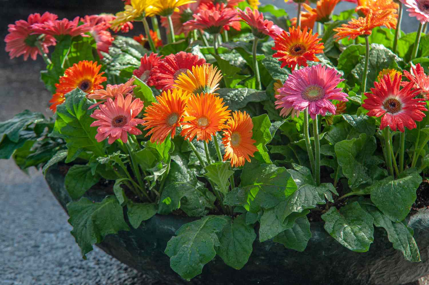 9-intriguing-facts-about-gerbera