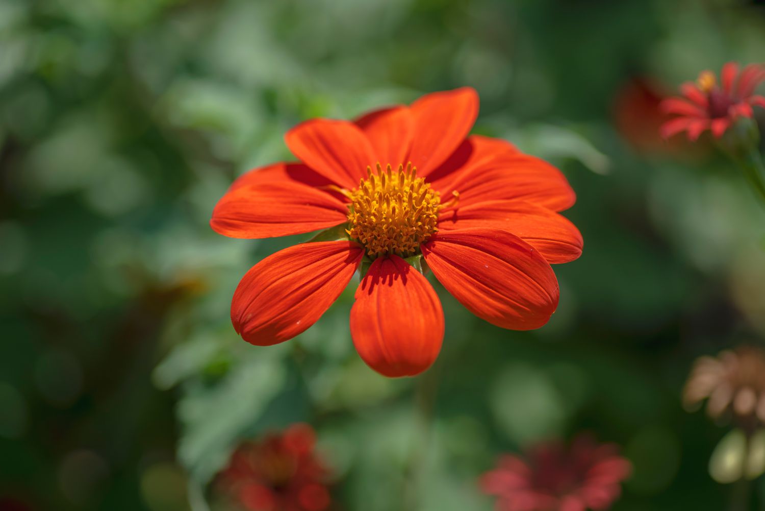 9-intriguing-facts-about-mexican-sunflower
