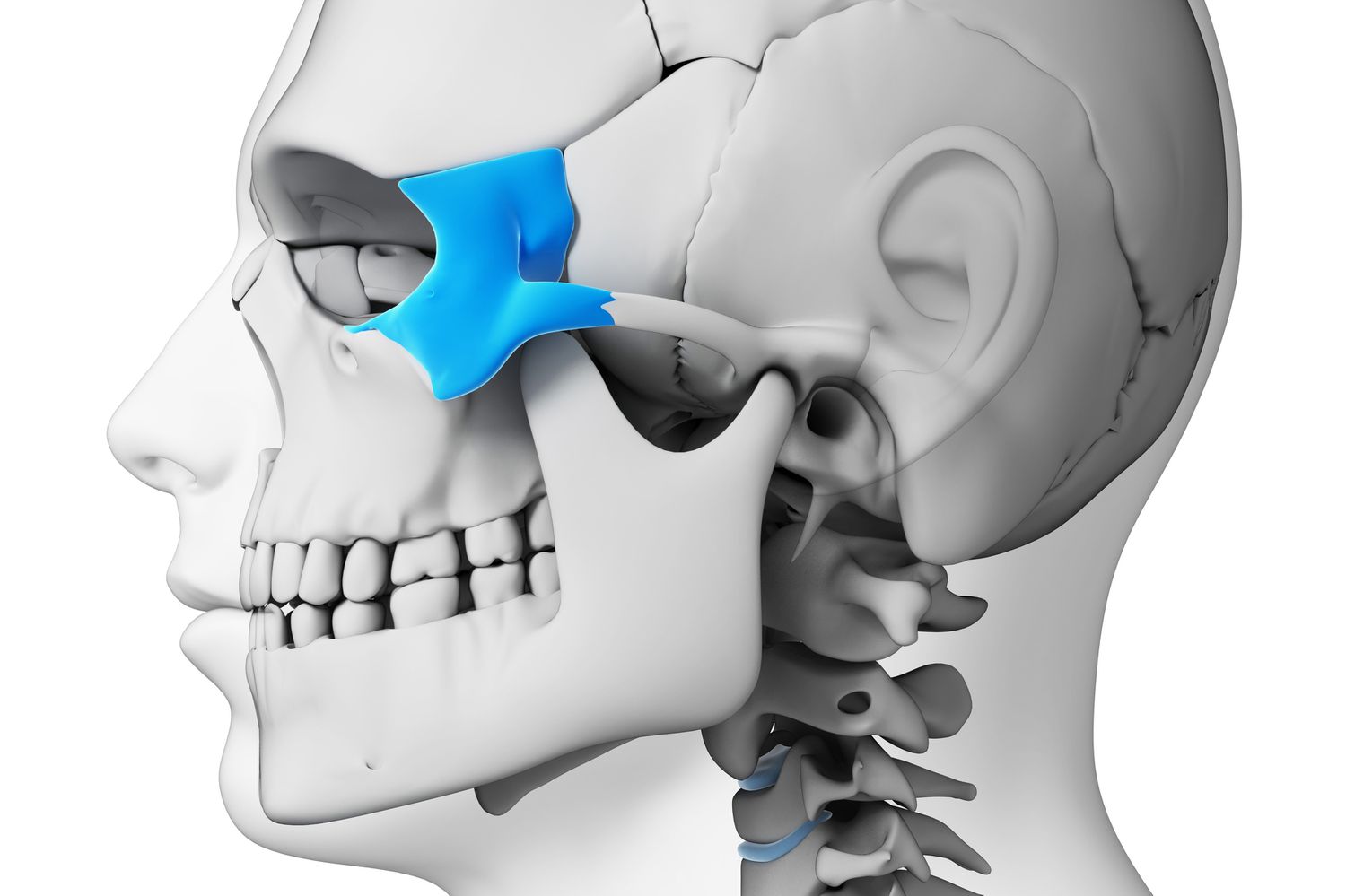 9-intriguing-facts-about-zygomatic-bone