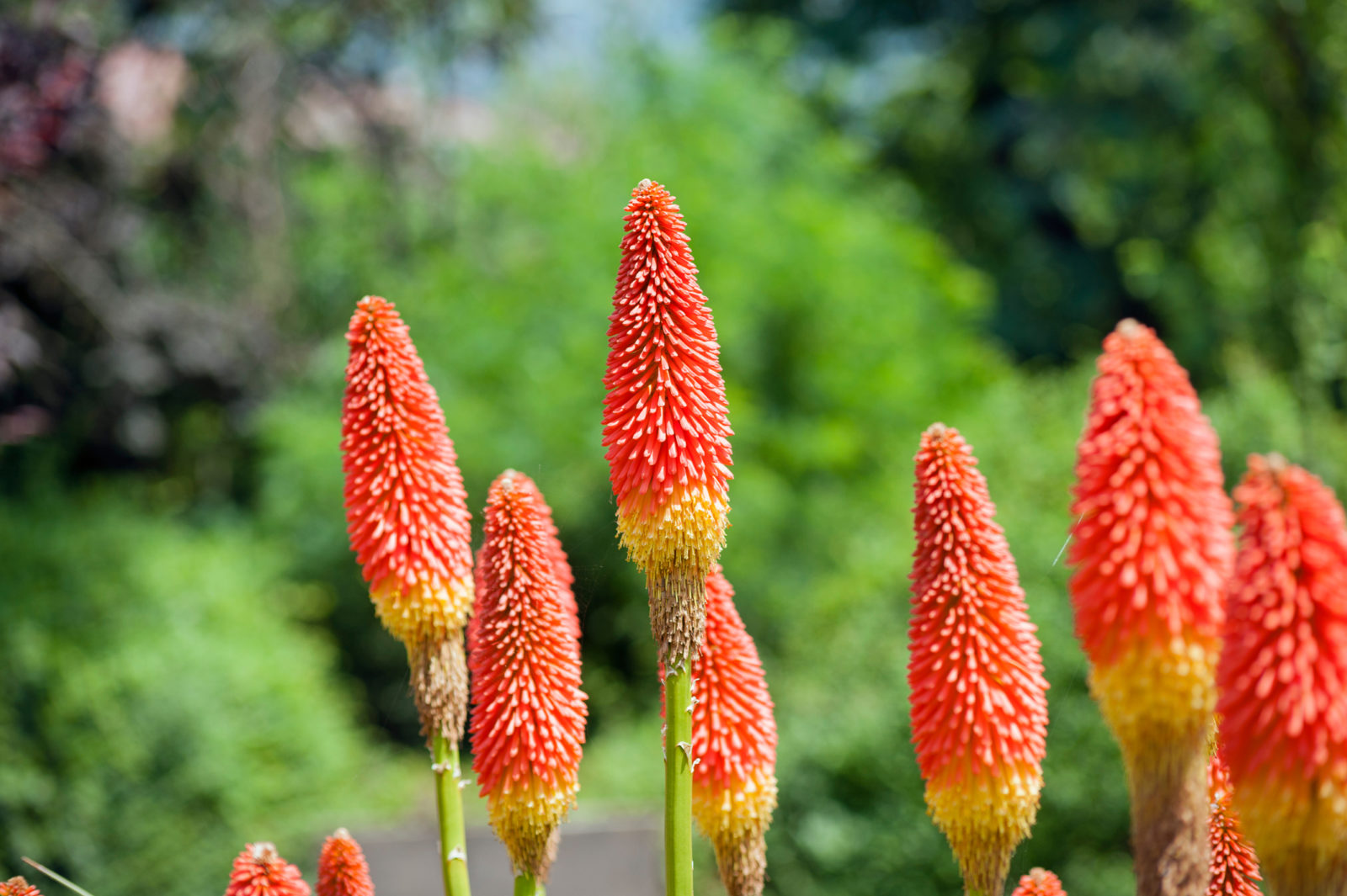 9-mind-blowing-facts-about-kniphofia