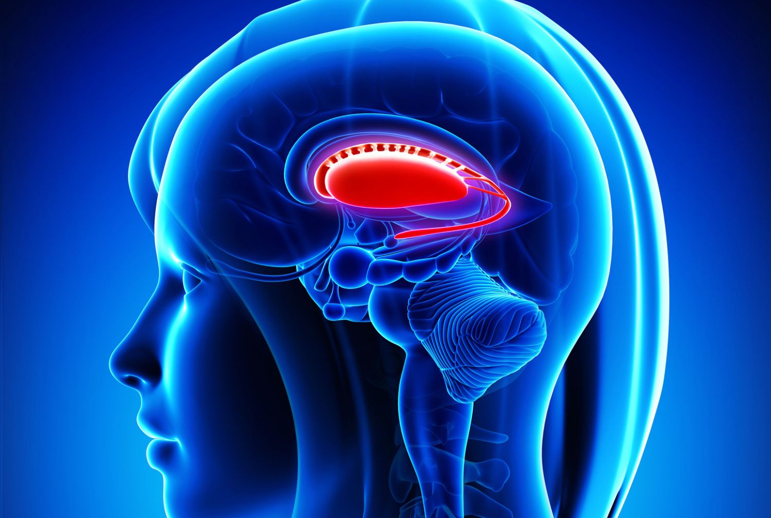 9-surprising-facts-about-basal-ganglia