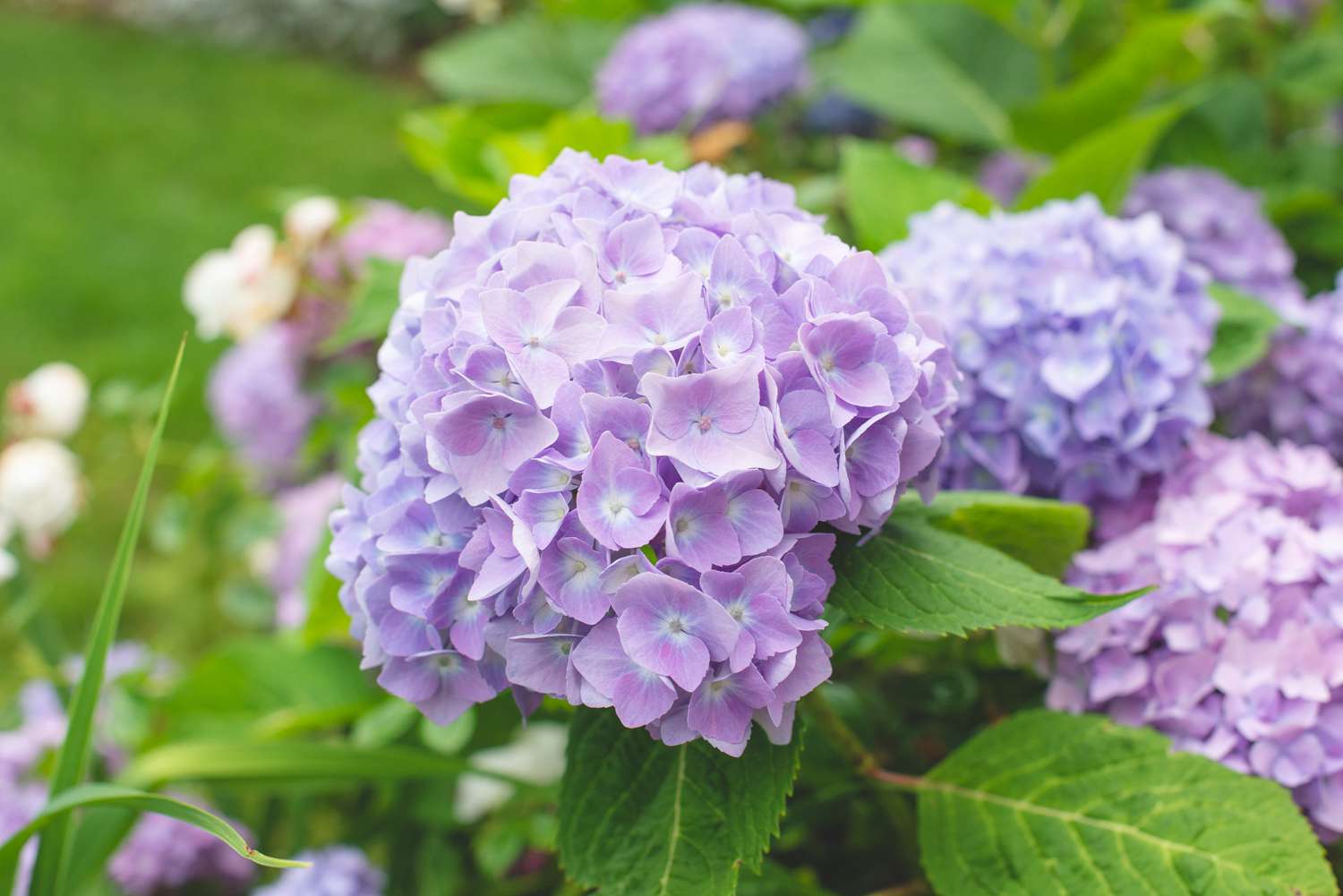 9-surprising-facts-about-hydrangea