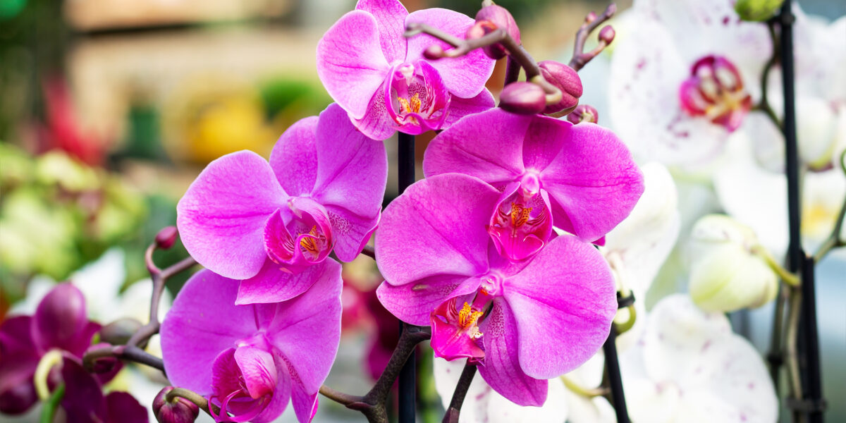 20 Best Indoor Flowering Plants - Easiest Flowers to Grow Indoors