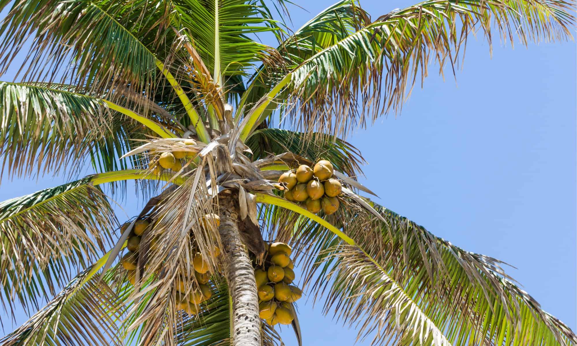9 Surprising Facts About Palm 
