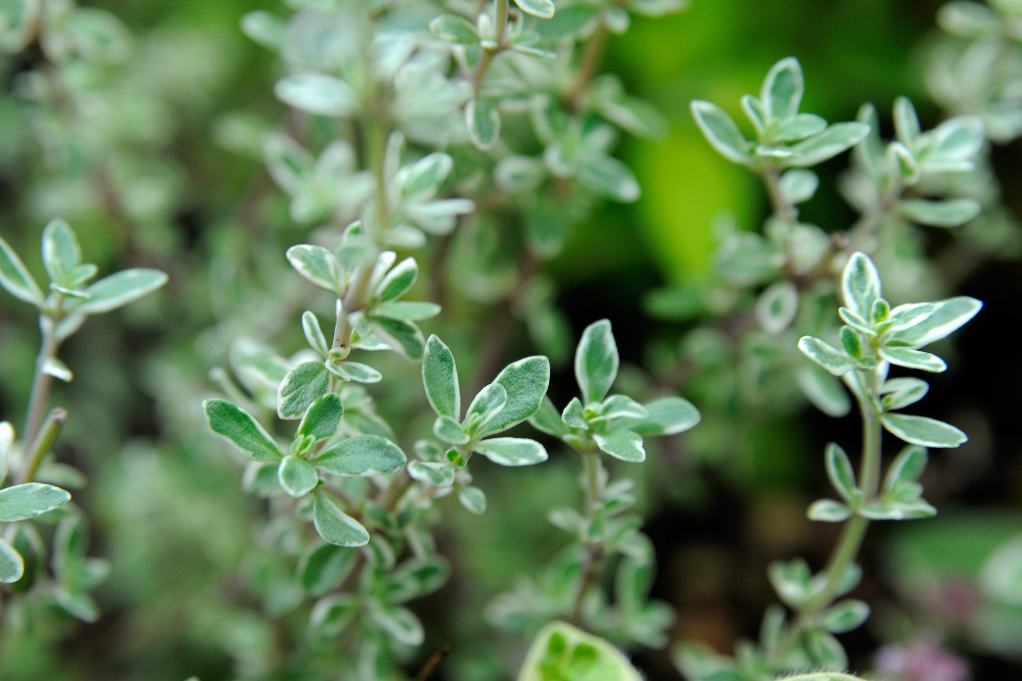 9-surprising-facts-about-thyme
