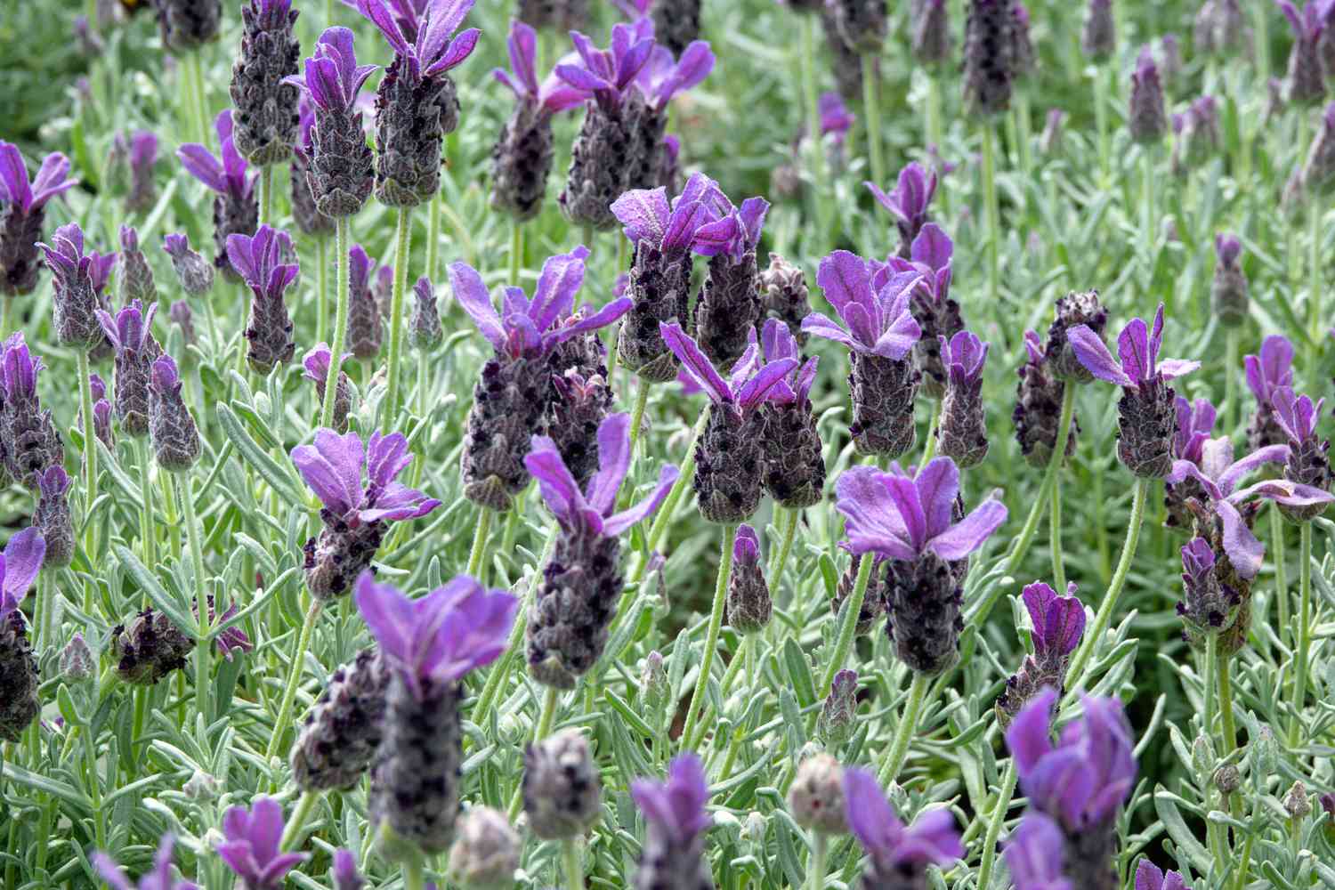 9-unbelievable-facts-about-spanish-lavender