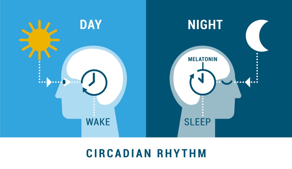 10-astonishing-facts-about-circadian-rhythm