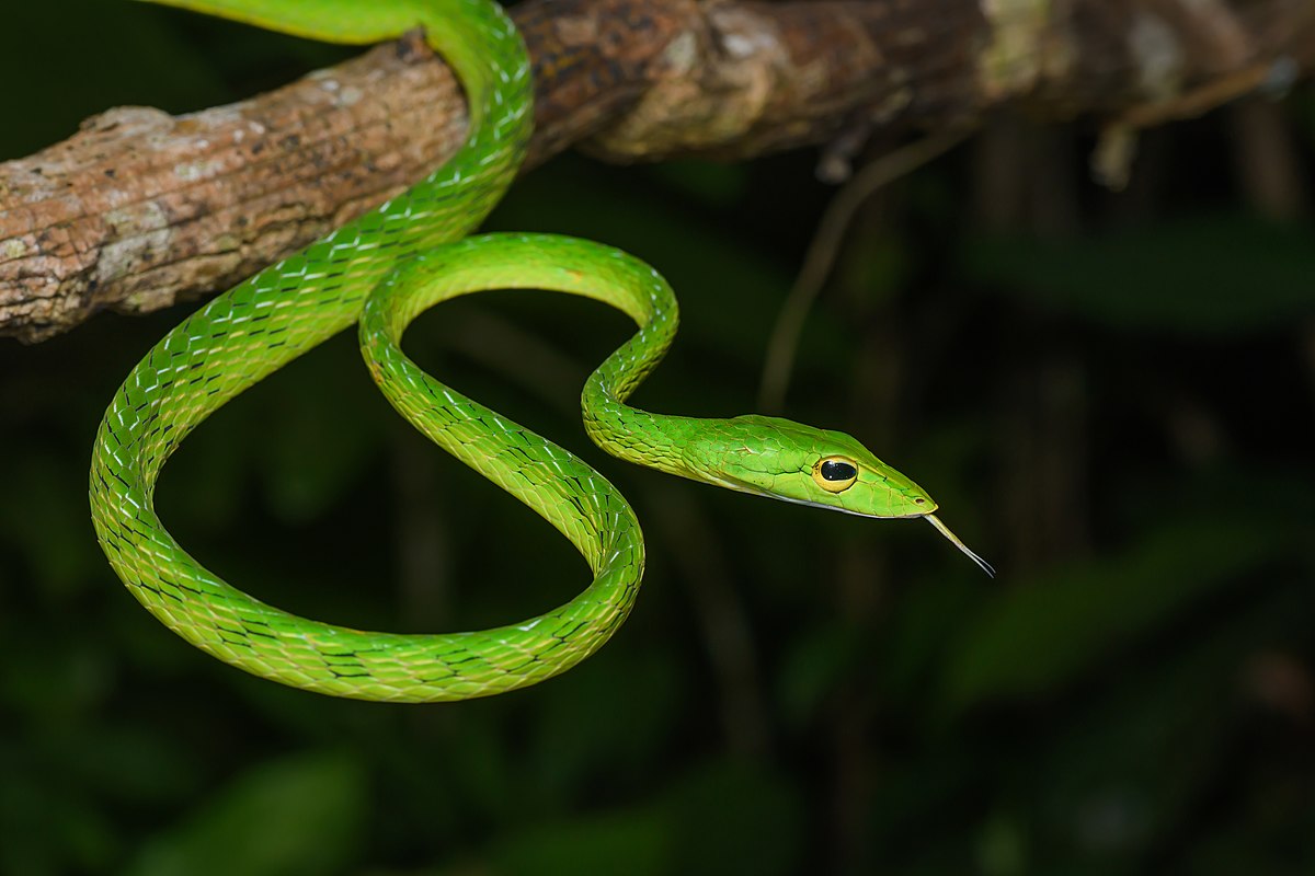 10 Astonishing Facts About Green Whip Snake 
