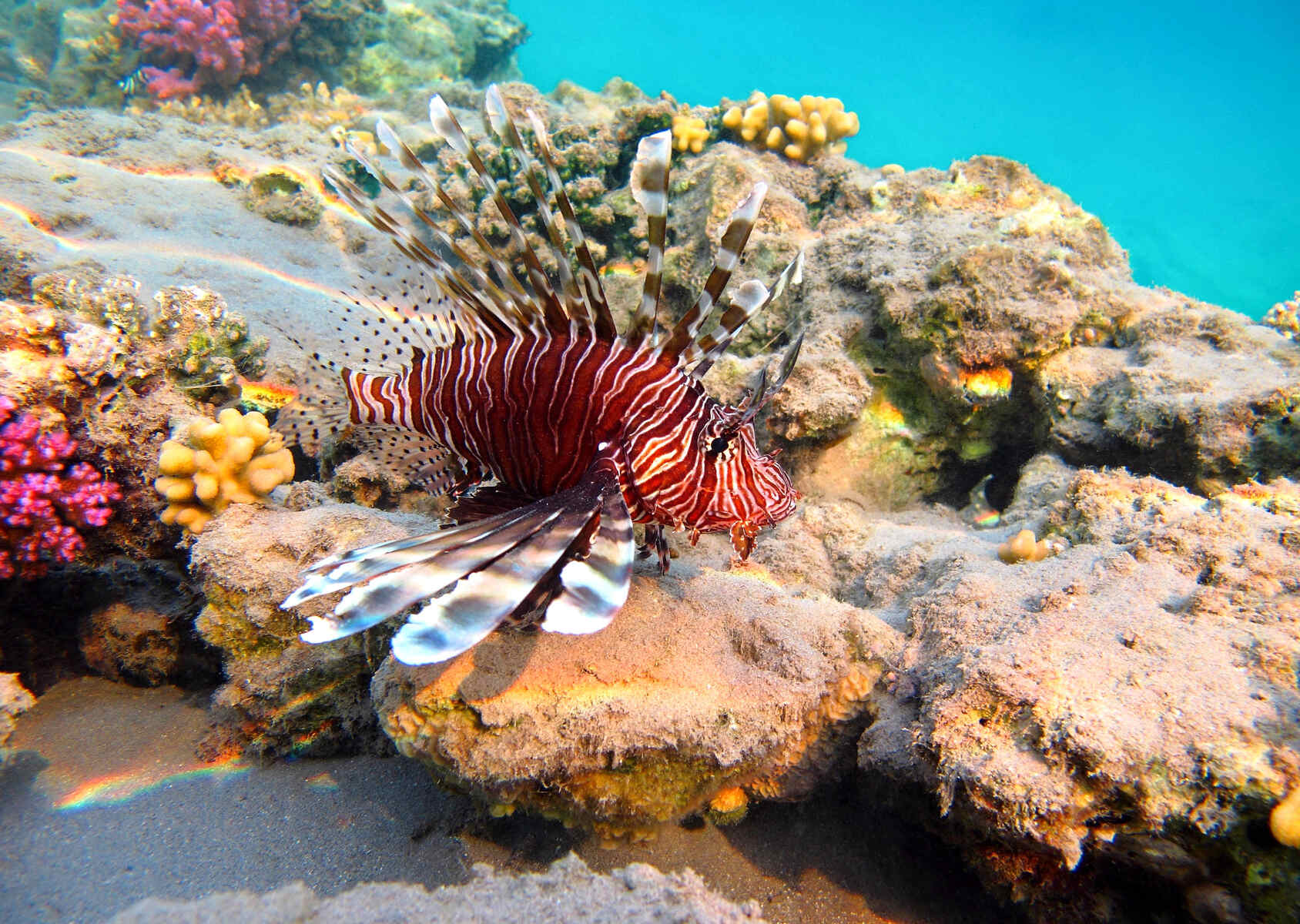 10-astonishing-facts-about-persian-gulf-reefs