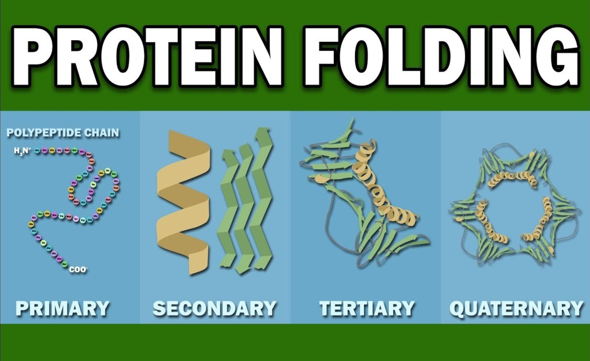 10-astonishing-facts-about-protein-folding
