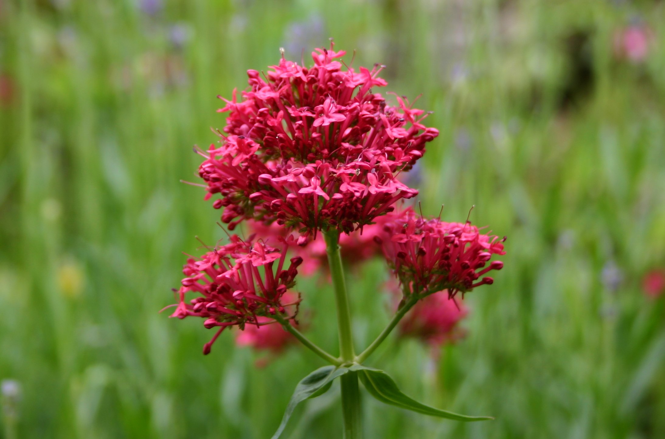 10-astonishing-facts-about-red-valerian