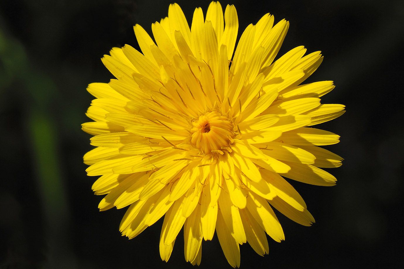 10-astounding-facts-about-hawkweed