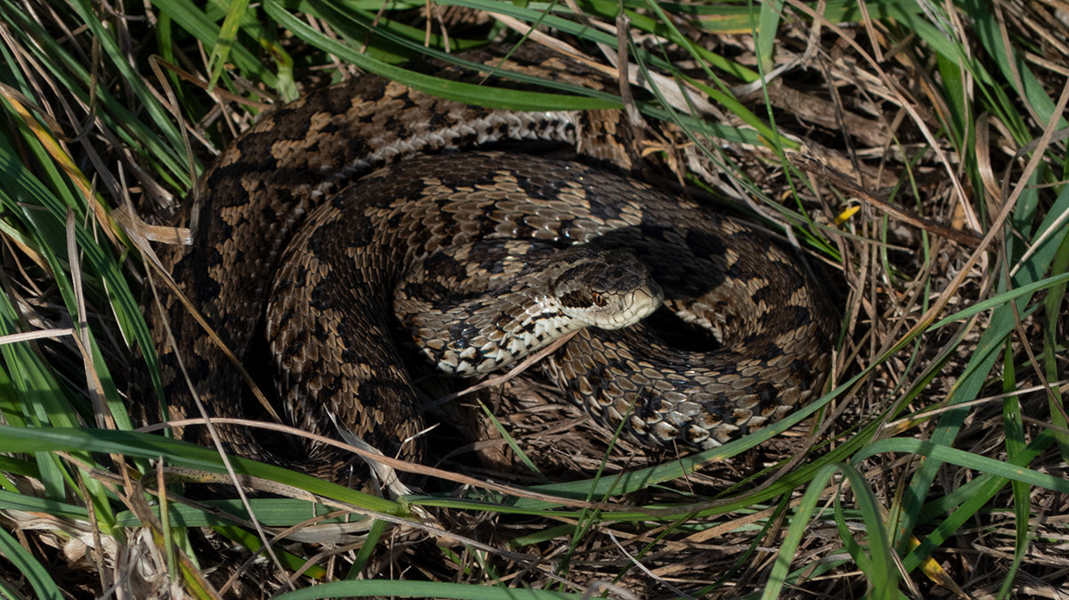 10-astounding-facts-about-meadow-viper