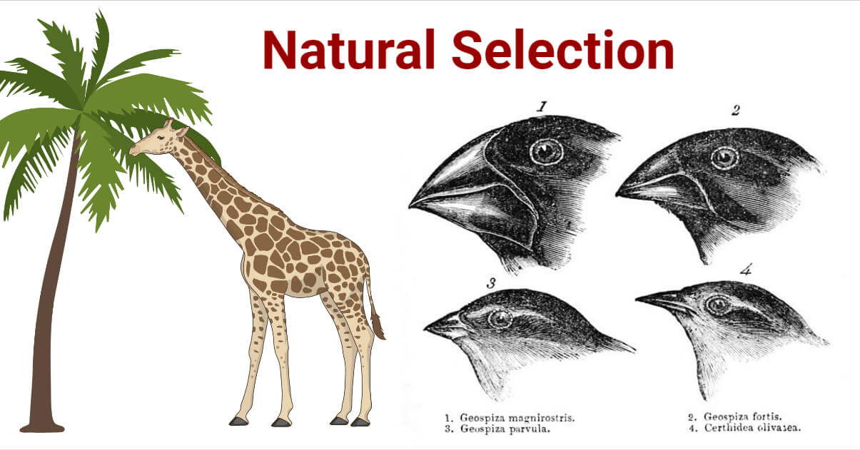 10-astounding-facts-about-natural-selection