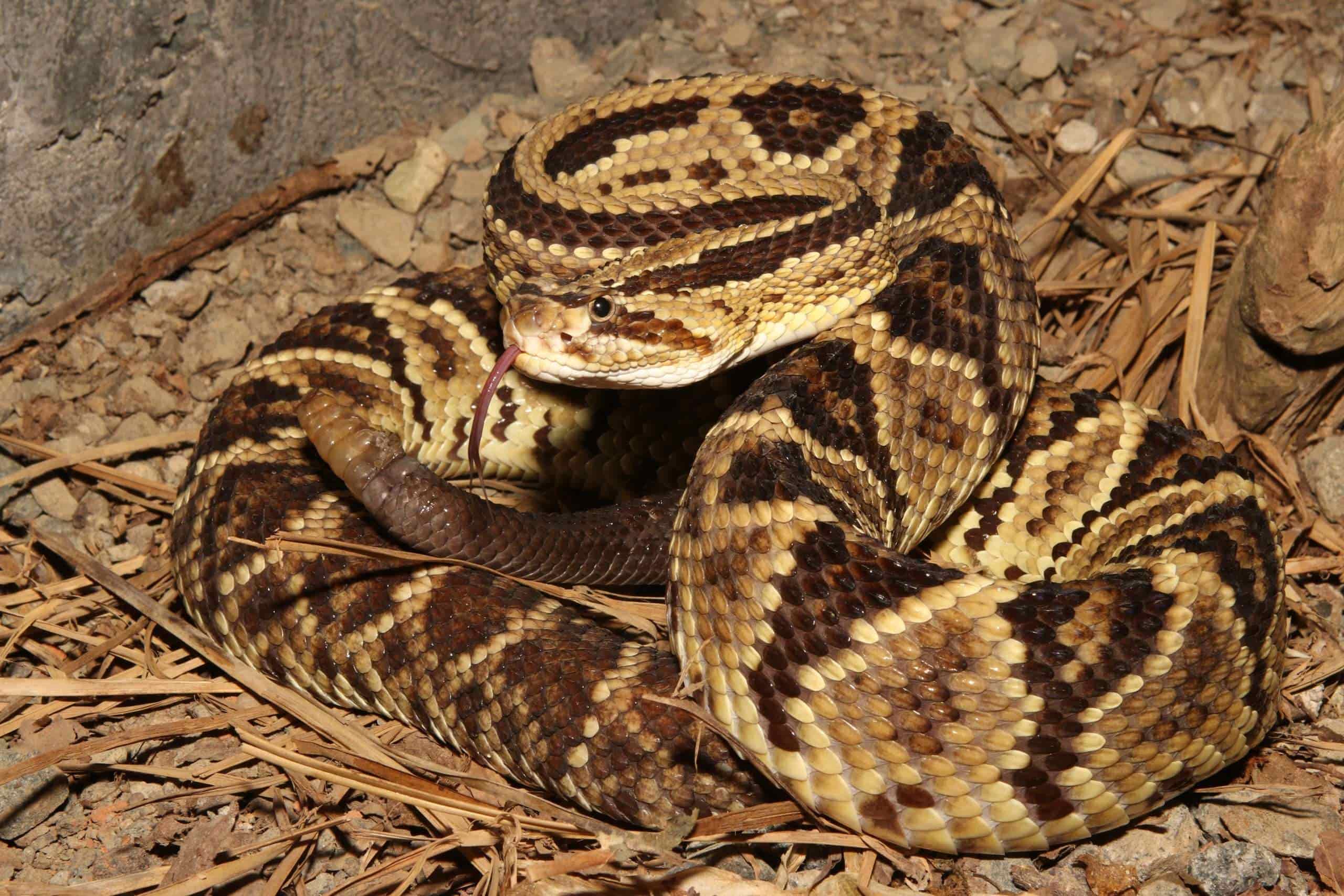 10-astounding-facts-about-neotropical-rattlesnake